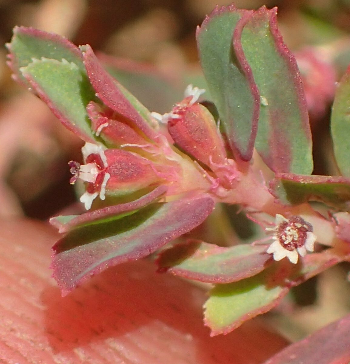 High Resolution Euphorbia serpyllifolia Flower